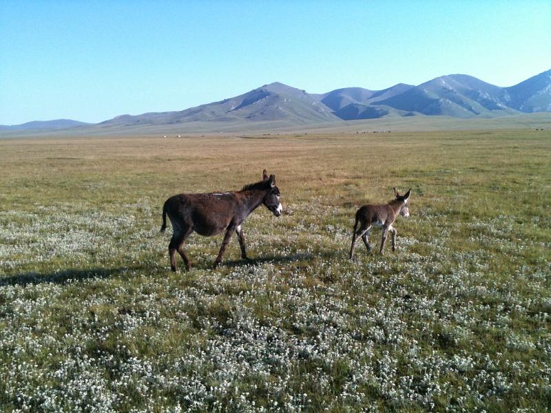 20110716_Song-Kul 014.JPG